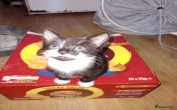 Mixed Breed cats for sale: 3 beautiful kittens  - Image 10