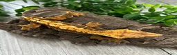 Gecko reptiles for sale: Crested Gecko Male Dalmatian 3 years old  - Advert 3
