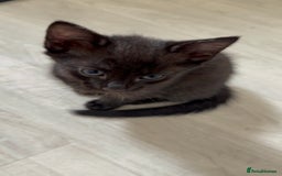 British Shorthair cats for sale: ALL BLACK FEMALE SHORTHAIR KITTEN - Image 5