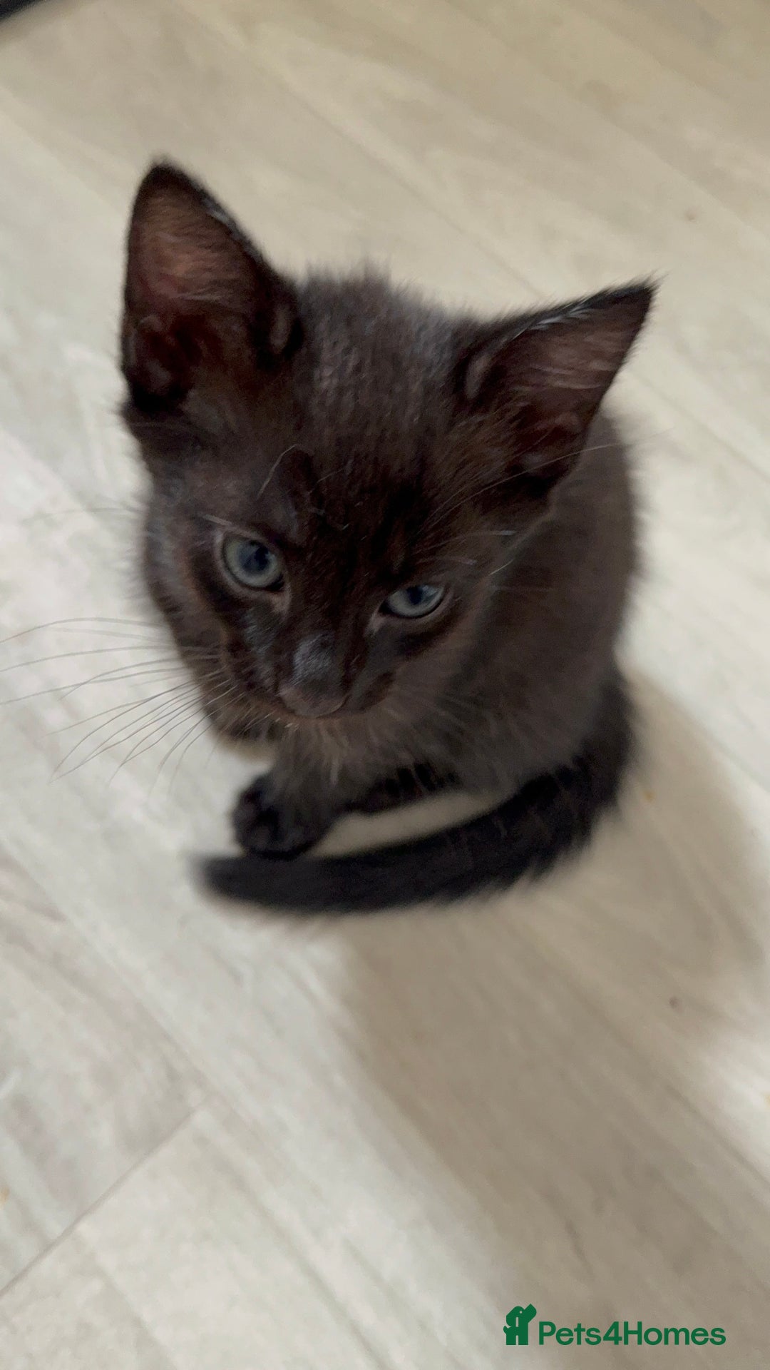 British Shorthair cats for sale: ALL BLACK FEMALE SHORTHAIR KITTEN - Image 5