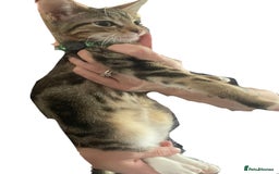 Bengal cats for sale: 🌟 Stunning Male Bengal Kittens – 3 Months Old 🌟 - Image 3