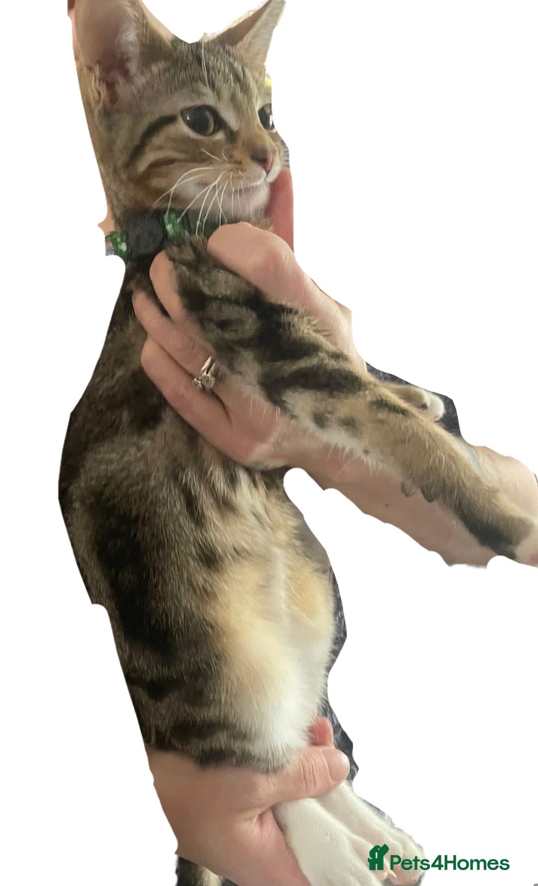 Bengal cats for sale: 🌟 Stunning Male Bengal Kittens – 3 Months Old 🌟 - Image 3