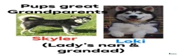 Alaskan Malamute dogs for sale: Pedigree Alaskan malamute puppies  in Sheffield - Advert 10