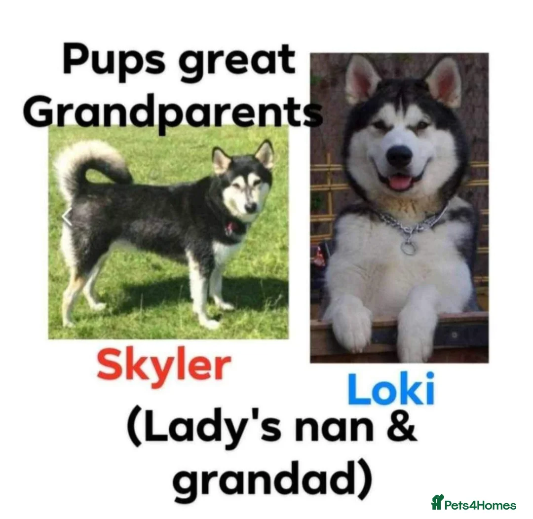Alaskan Malamute dogs for sale: Pedigree Alaskan malamute puppies  in Sheffield - Advert 10