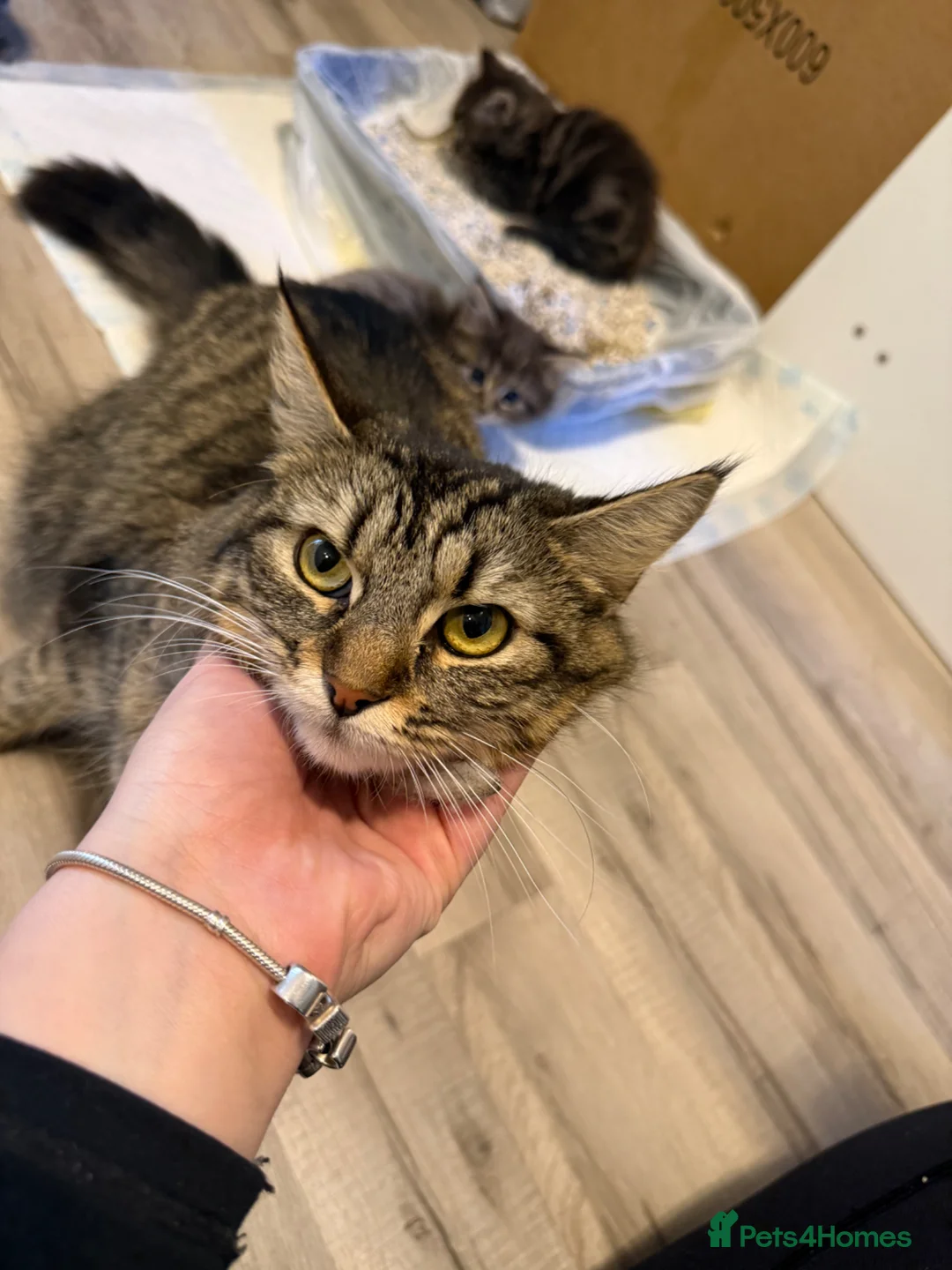 Mixed Breed cats for sale: Fluffy kittens looking for a loving home  in Oldham - Advert 1