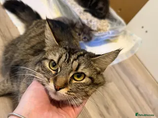 Mixed Breed cats Fluffy kittens looking for a loving home - Advert 1