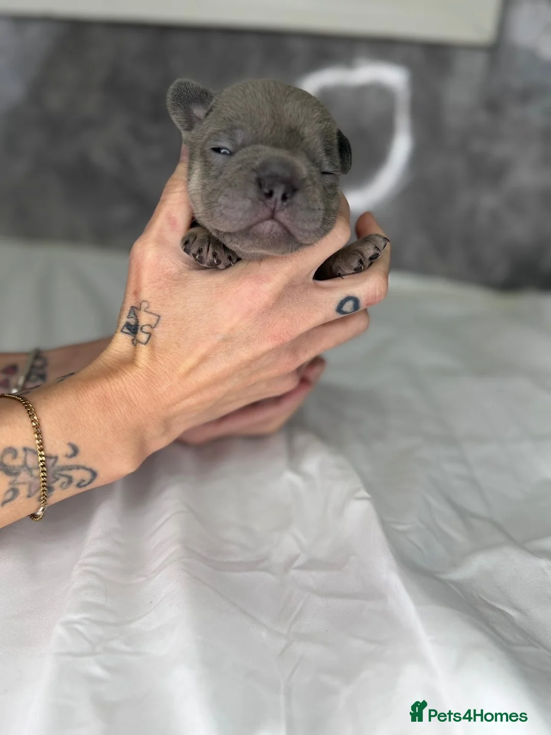 American Bully dogs for sale: French bulldog big rope  in Harwich - Advert 2