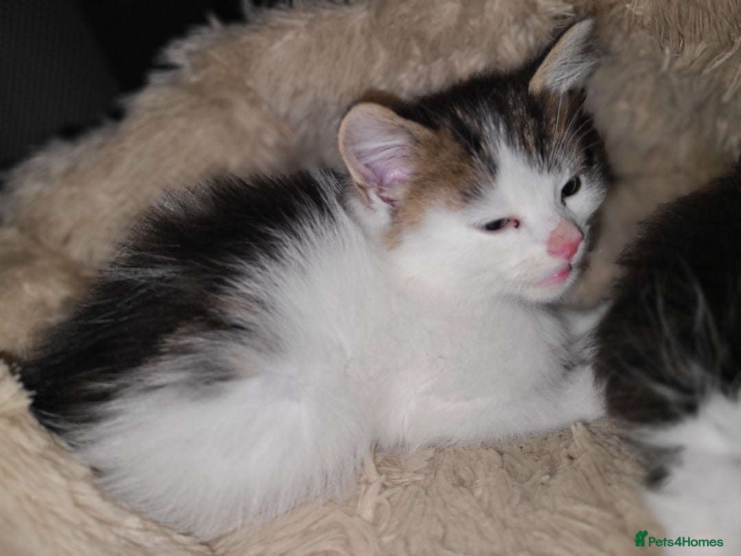 Mixed Breed cats for sale: 4 beautiful kittens  - Advert 14