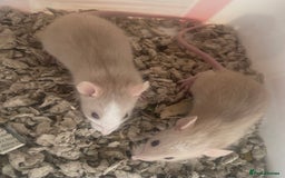 Rat rodents for sale: Baby dwarf rats  - Image 3