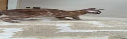 Bengal cats for sale: ⭐⭐⭐ Stunning Rare Charcoal Mink Bengal Kitten ⭐⭐⭐ - Advert 5