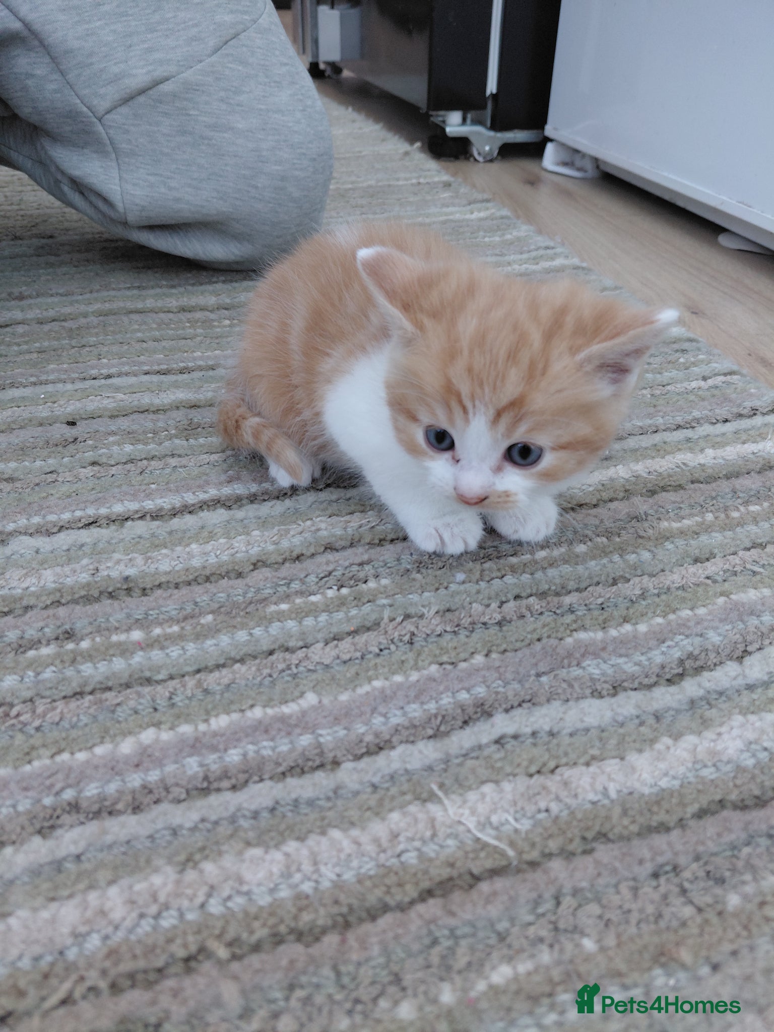 Mixed Breed cats 4 kittens for sale - Advert 1