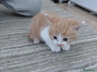 Mixed Breed cats 4 kittens for sale - Advert 2