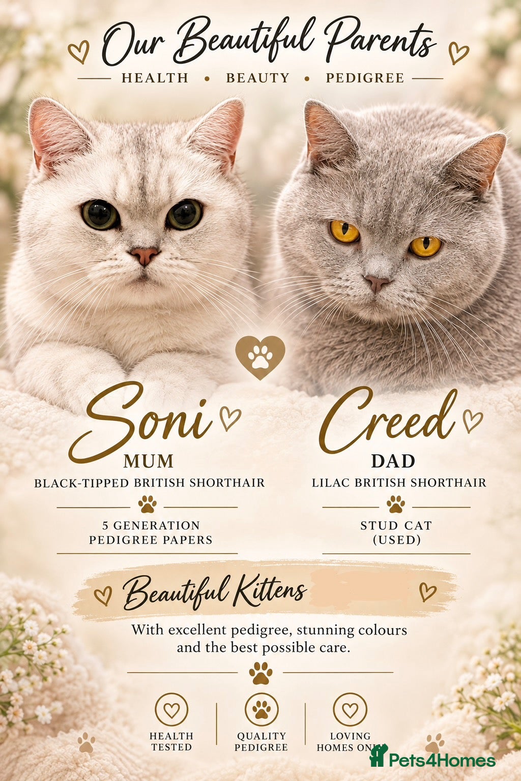 British Shorthair cats for sale: British shorthair kittens!! Waiting list open!! - Advert 1