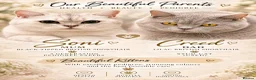 British Shorthair cats for sale: British shorthair kittens!! Waiting list open!! - Advert 1