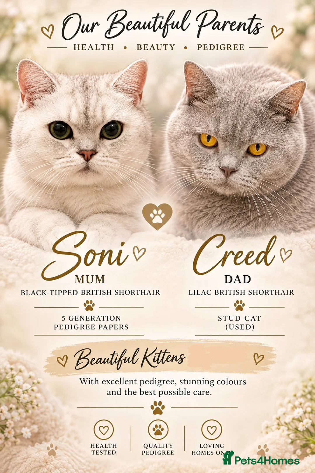 British Shorthair cats for sale: British shorthair kittens!! Waiting list open!! - Advert 1