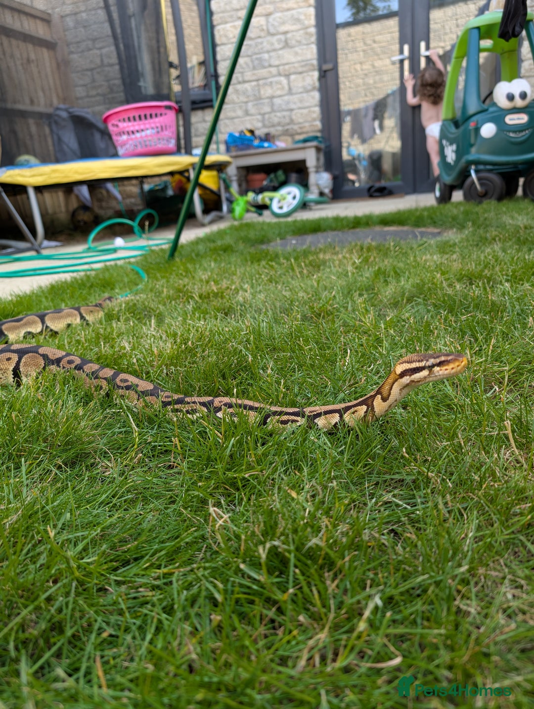 Python Snake reptiles for sale: Ball python for sale!  - Advert 1