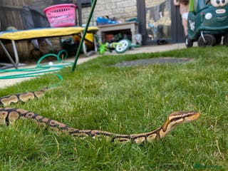 Python Snake reptiles Ball python for sale! - Advert 2