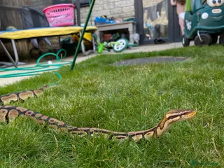 Python Snake reptiles Ball python for sale! - Advert 14
