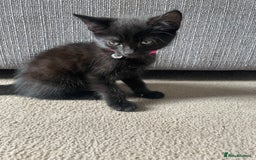 Mixed Breed cats for sale: 2 female kittens 1 male kitten for sale  - Image 11