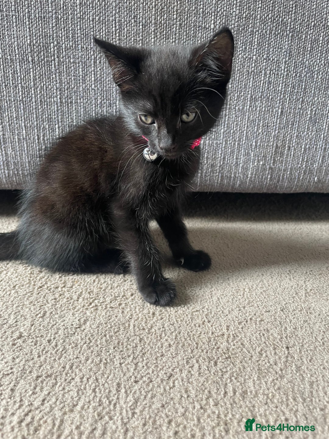 Mixed Breed cats for sale: 2 female kittens 1 male kitten for sale  - Image 11