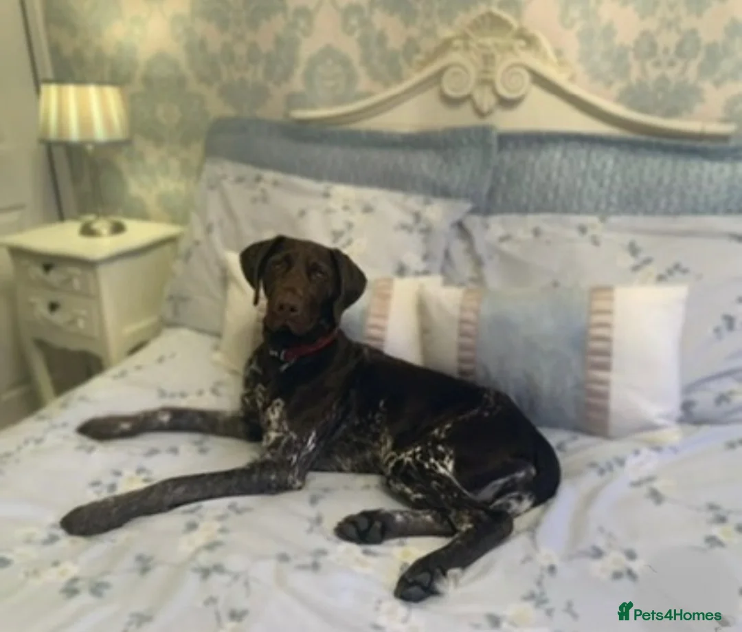German Shorthaired Pointer dogs for sale: Exceptional KC German Shorthair Puppies  in Macclesfield - Advert 2