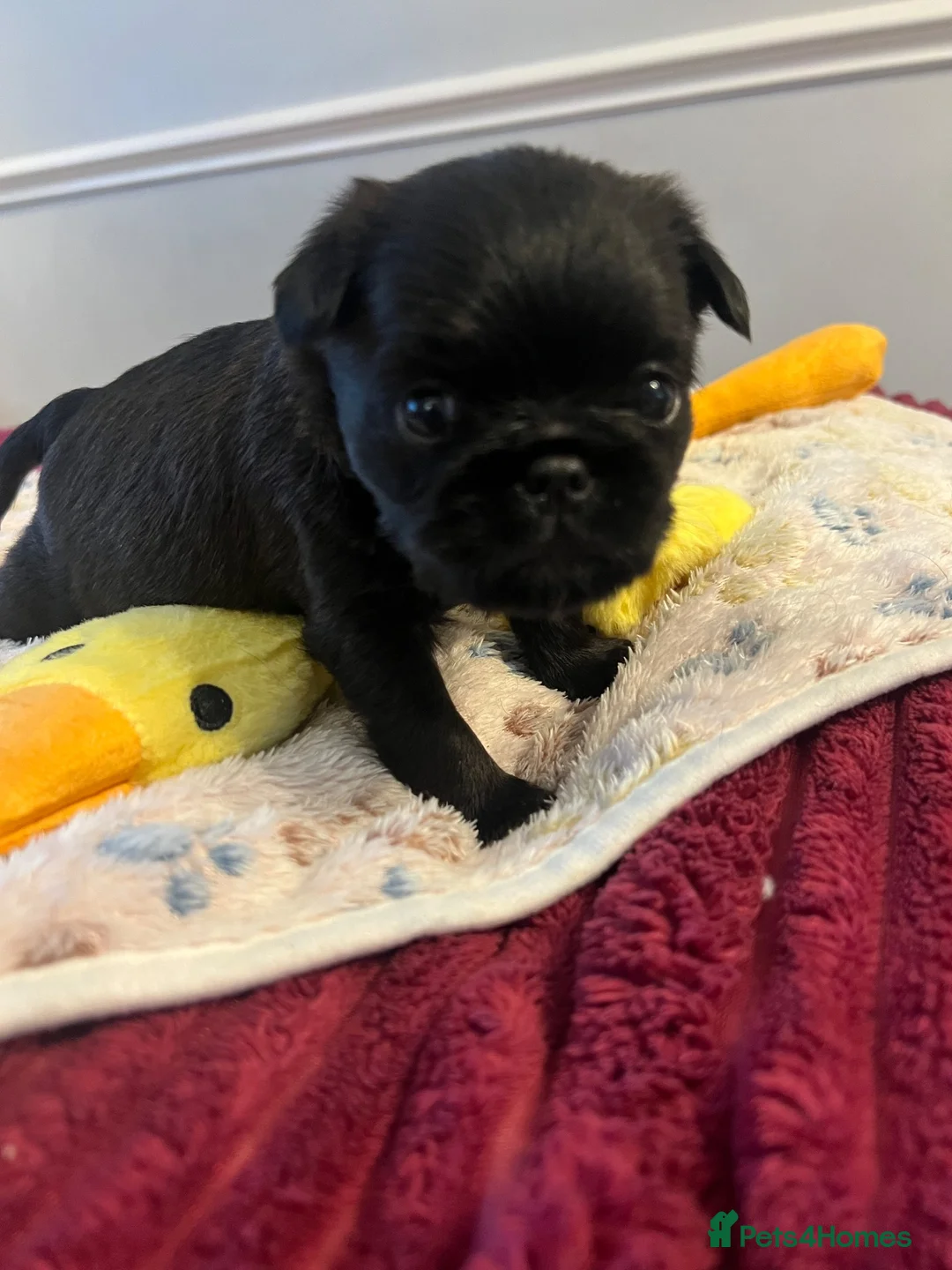 Griffon Bruxellois dogs for sale: KC Brussels Griffon pups for sale to loving homes  - Advert 2