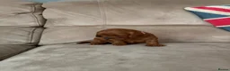 Cavapoo dogs for sale: Cavapoo puppies for sale  - Advert 10