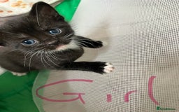 Russian Blue cats for sale: Beautiful Russian blue x kittens  - Image 5