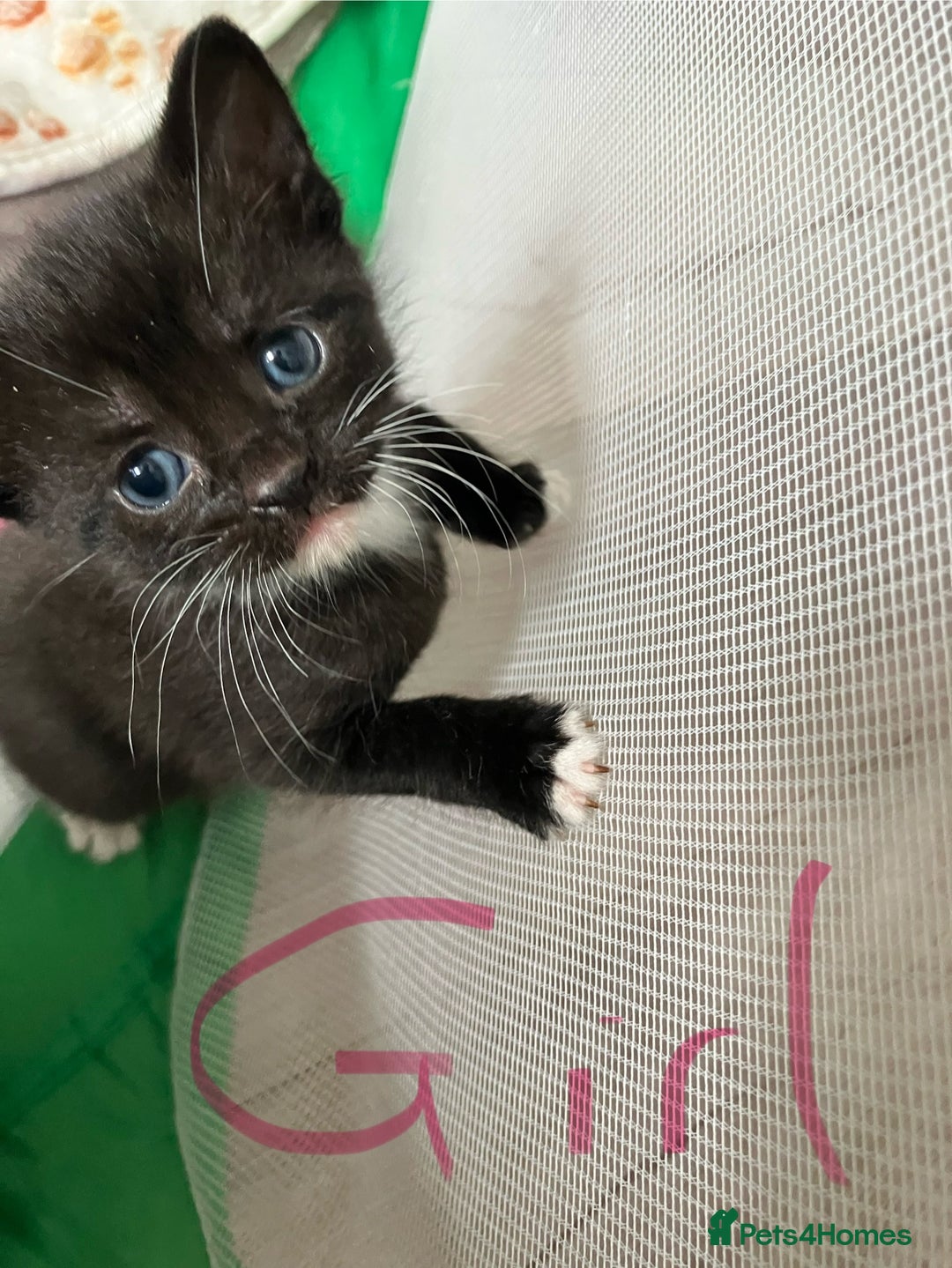 Russian Blue cats for sale: Beautiful Russian blue x kittens  - Image 5