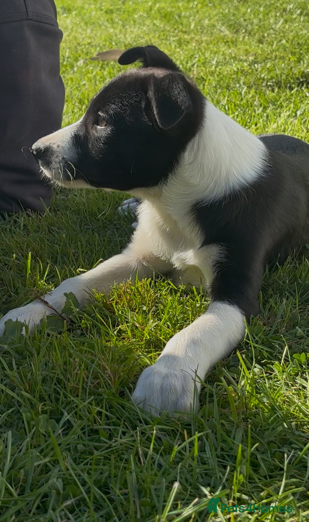 Mixed Breed dogs for sale: 5 collie cross kelpie pups  - Image 3