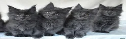 Maine Coon cats for sale: TICA Maine Coon Kittens Fully DNA & Health Checked - Advert 2