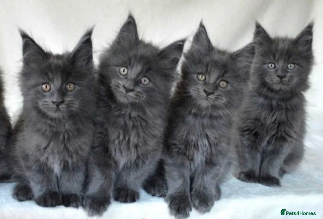 Maine Coon cats for sale: TICA Maine Coon Kittens Fully DNA & Health Checked - Advert 2