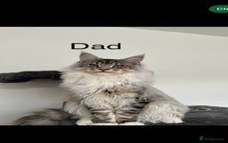 Maine Coon cats for sale: Mainecoon kittens Polydactyl/non polydactyl  - Image 8
