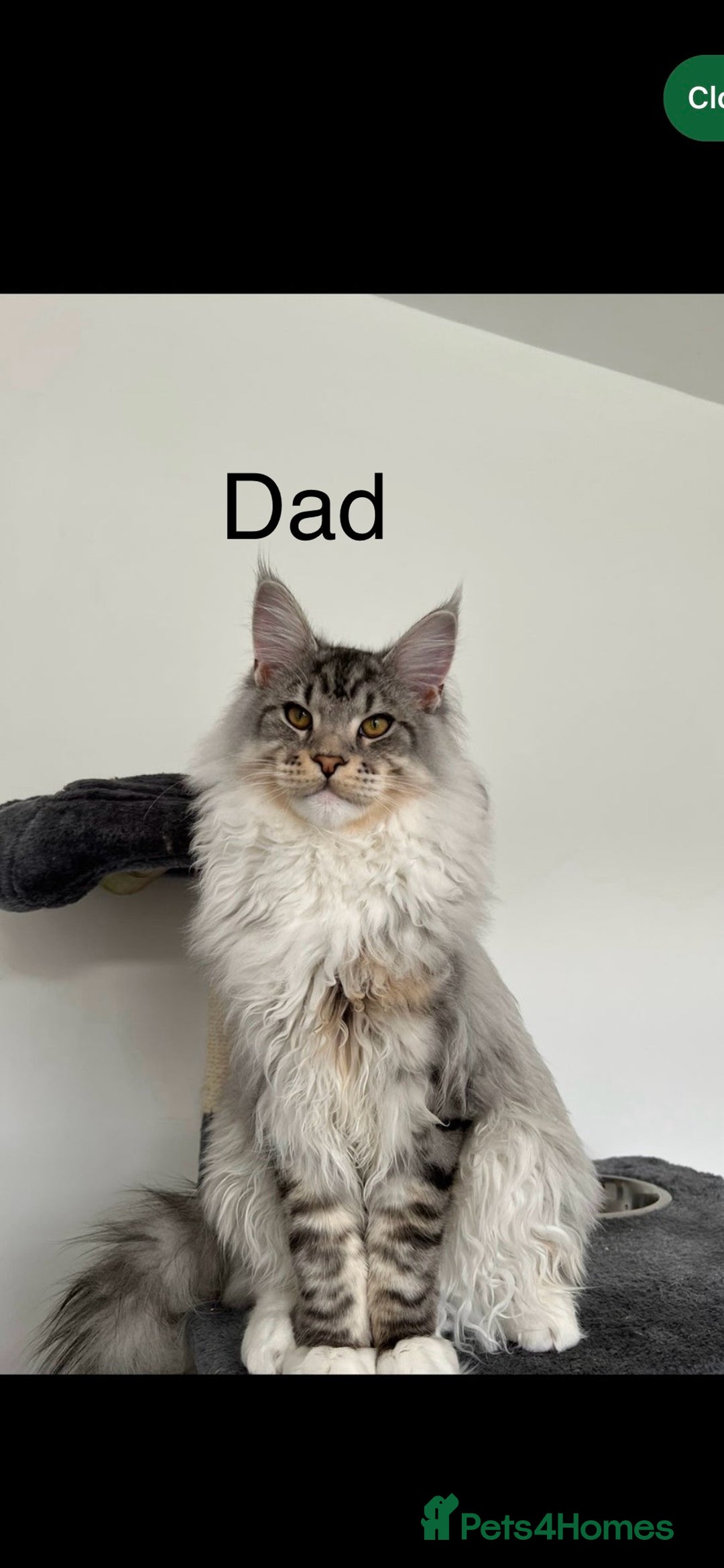 Maine Coon cats for sale: Mainecoon kittens Polydactyl/non polydactyl  - Image 8