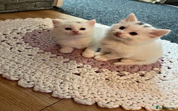Turkish Angora cats for sale: Turkish angora white kitten  - Image 6