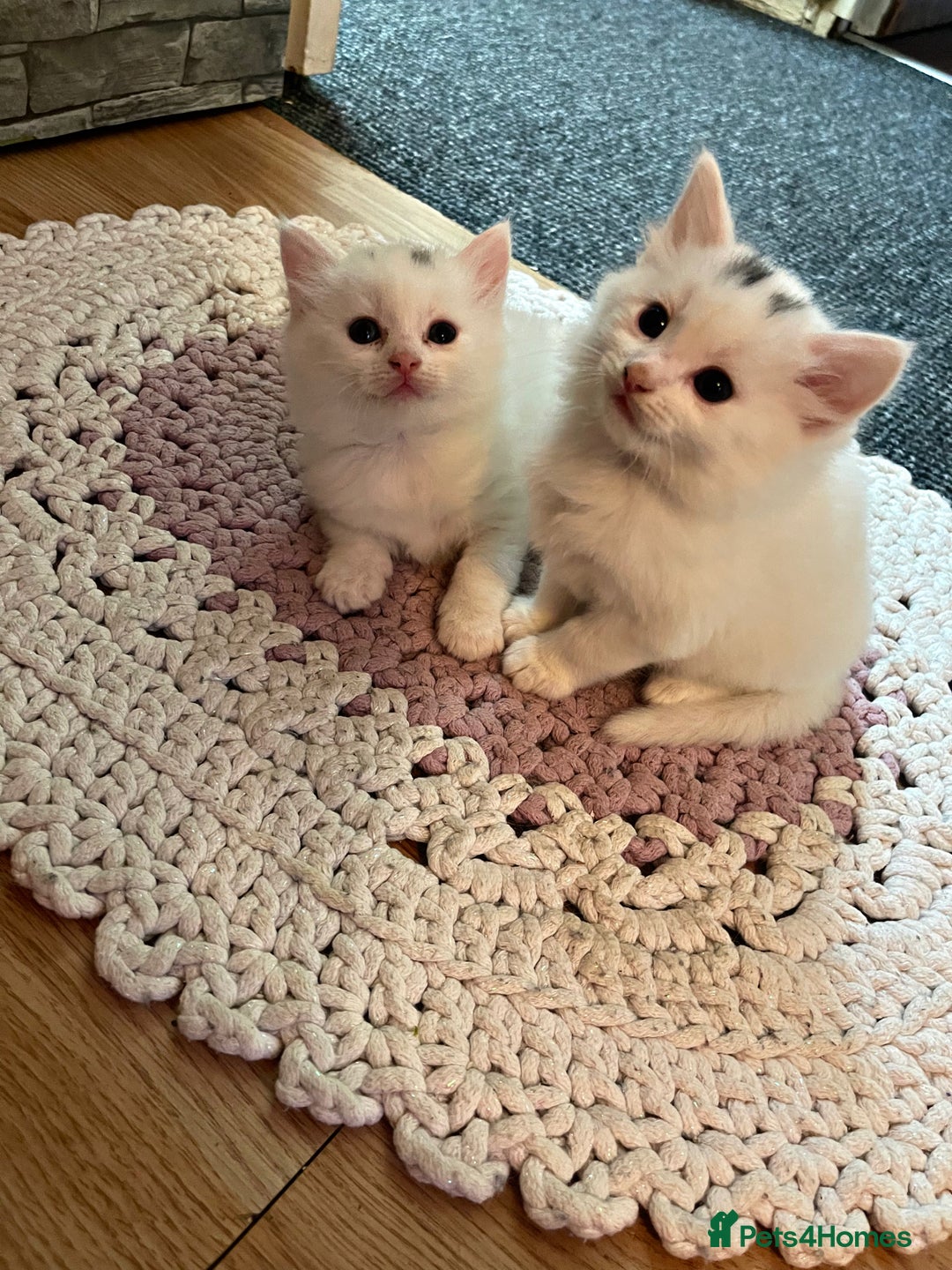Turkish Angora cats for sale: Turkish angora white kitten  - Image 6