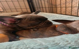 French Bulldog dogs for sale: 2 left Ready for FOREVER Home🏡French Bulldog 🐶🐾 in Preston - Image 19