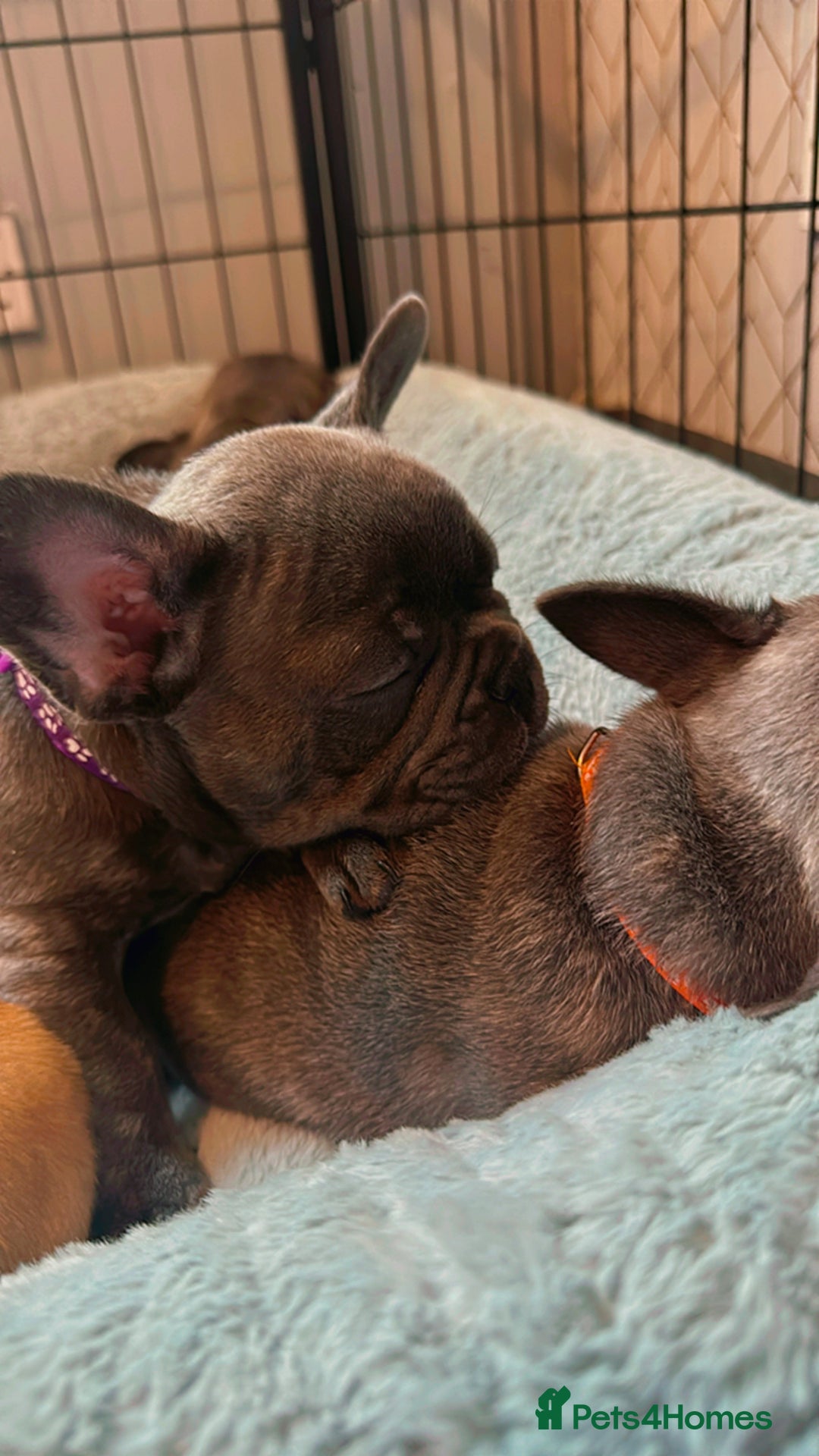 French Bulldog dogs for sale: 2 left Ready for FOREVER Home🏡French Bulldog 🐶🐾 in Preston - Image 19