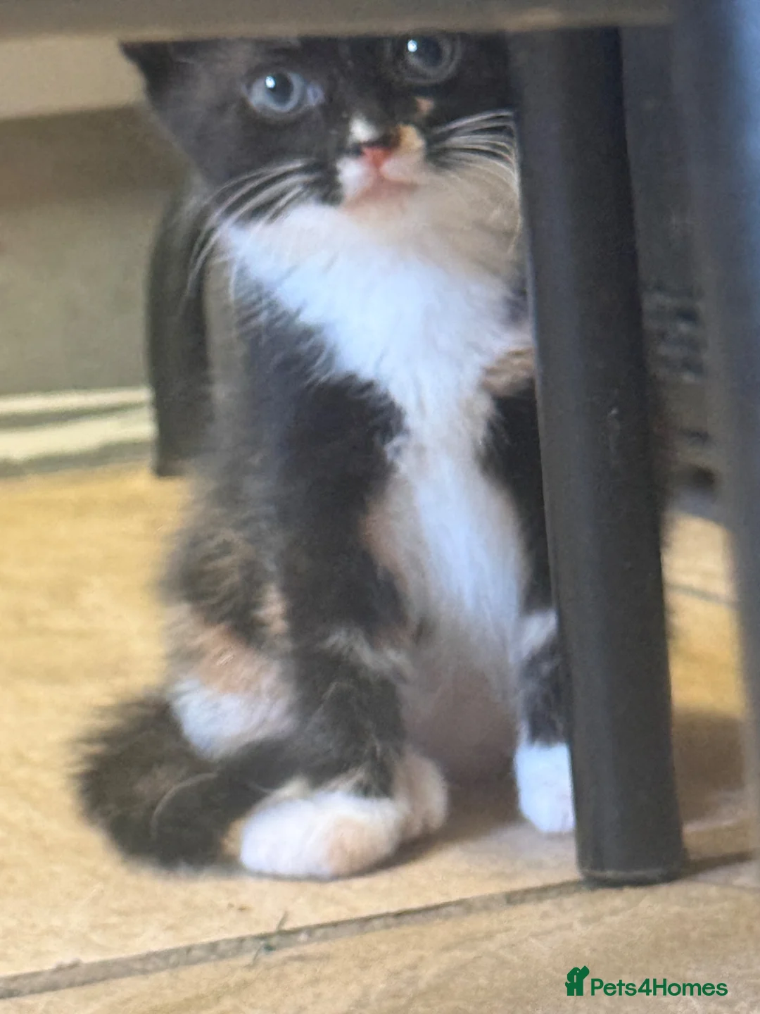 Mixed Breed cats for sale: Calico male kitten - Advert 5