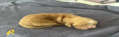 Cocker Spaniel Puppy 6