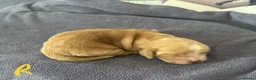 Cocker Spaniel dogs for sale: Stunning KC Pedigree Show type Cocker Spaniels - Advert 14