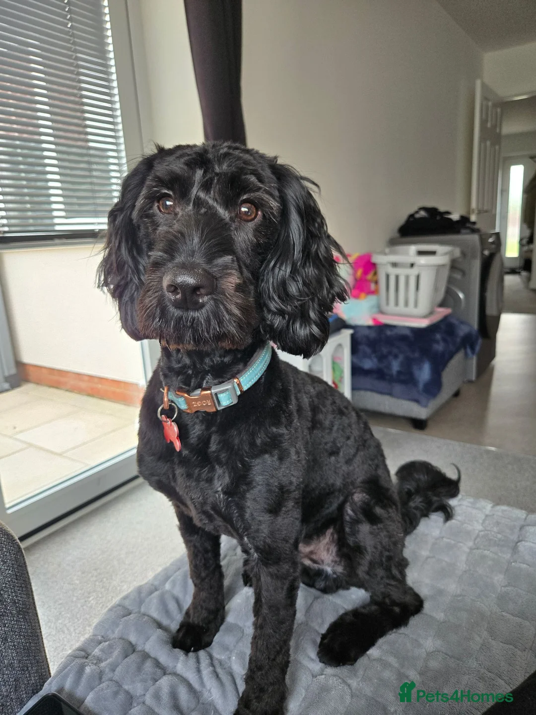 Cockapoo dogs for sale: 11 month cockapoo male f1 in Newcastle upon Tyne - Advert 5