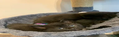 Mixed Breed Kitten 2