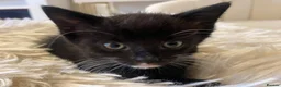 Mixed Breed cats for sale: 8 WEEK OLD - Male & Female - Advert 18