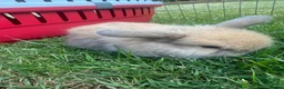 Mini Lop rabbits for sale: Beautiful mini lop rabbits  - Advert 3