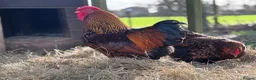 Chickens poultry for sale: Large Fowl and Bantam Hatching Eggs - Advert 13