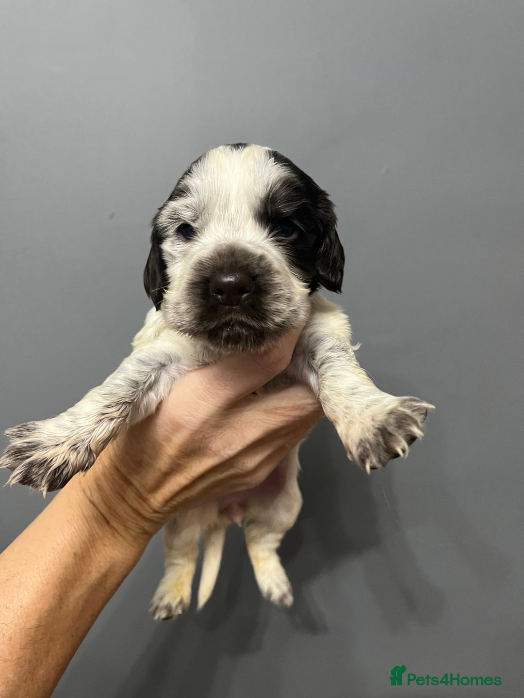 Cocker Spaniel dogs for sale: KC REG SHOW COCKER SPANIEL PUPS - Advert 12