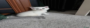British Shorthair2