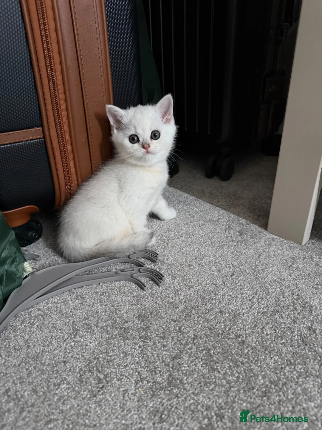 Brazilian Shorthair cats for sale: Adorable British Shorthair Kittens for Sale 🐱❤️ in London - Advert 8