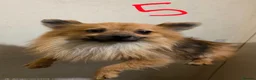 Pomeranian dogs for sale: Adult Dogs Looking for Their Forever  Homes - Advert 6